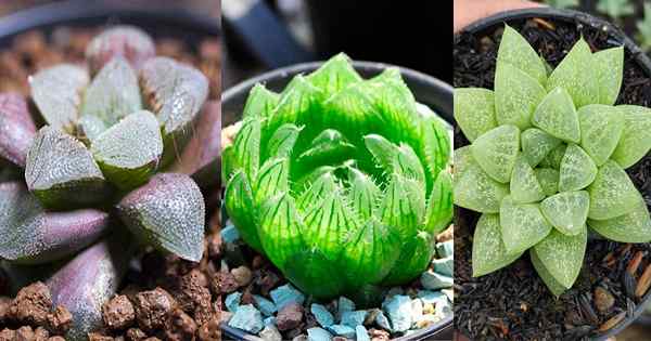 20 tipos de Haworthia para pequenos espaços!