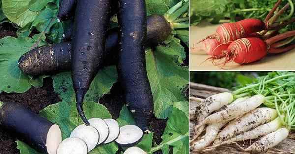 20 types de radis pour les conteneurs | Meilleures variétés de radis