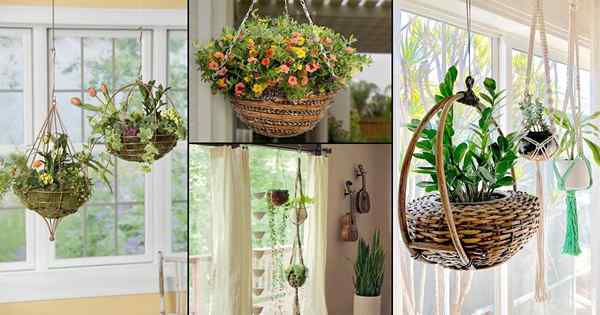 20 plantas de interior únicas en ideas de cestas colgantes