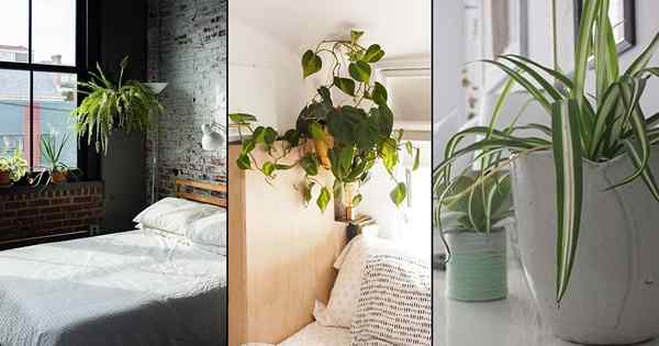 21 beste Schlafzimmerpflanzen | Pflanzen für Schlafzimmer zum Reinigen der Luft