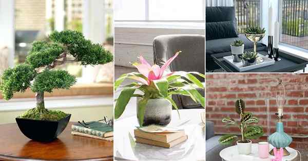 21 meilleures plantes à table basse pour pousser à l'intérieur