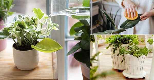 21 Coisas fáceis que resolverão todos os seus problemas de planta de casa