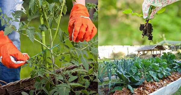 21 petua penjimatan masa praktikal untuk tukang kebun yang sibuk