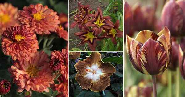 21 tipos de nomes de flores marrons