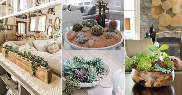22 ide dekorasi ruang tamu yang sangat indah dengan succulents