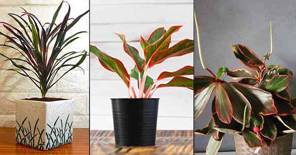 22 houseplants cantik dengan daun merah dan hijau