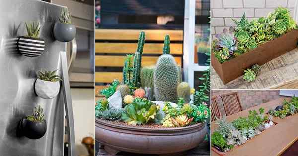 23 superbes photos de jardin succulent intérieure