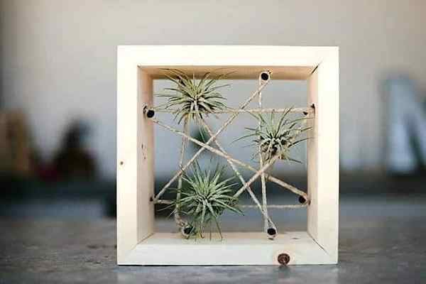 24 détenteurs de plantes à air bricolage chic