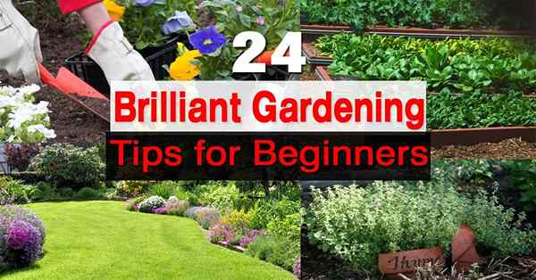 24 tips berkebun untuk pemula