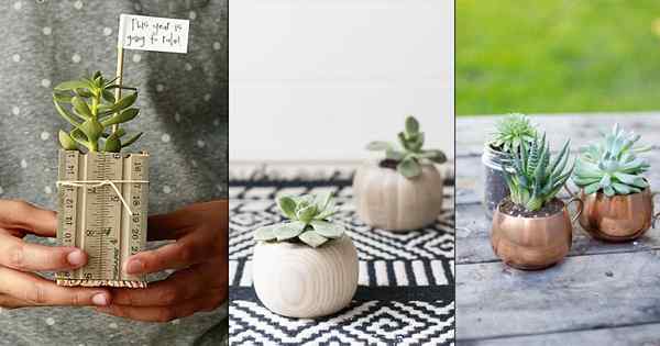 24 Penanam Succulent Diy Paling Kreatif di Web