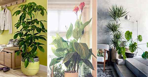 24 types de plantes de maison de feuillage tropical | Plantes intérieures tropicales