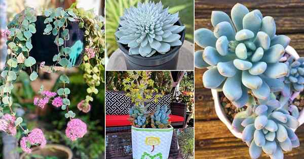 25 Succulents Biru Terbaik | Succulents dengan warna biru