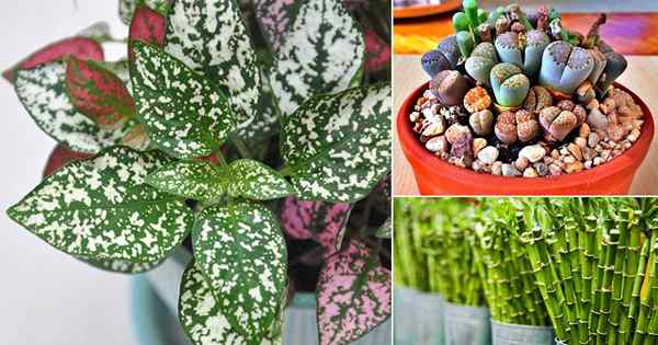 25 houseplants terbaik untuk kanak -kanak