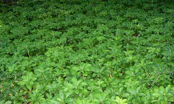 25 tanaman penutup tanah Evergreen yang akan Anda sukai
