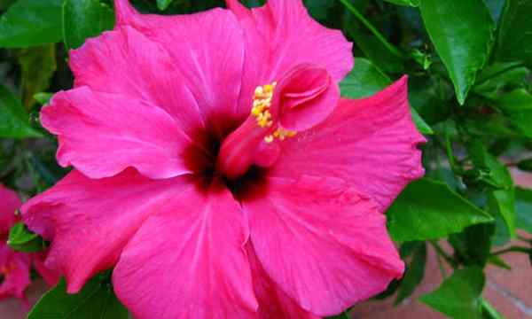 25 tipos de hibisco que te encantará crecer