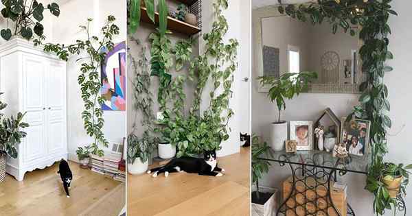 26 Inspirasi Gambar Pendaki Dalam Ruangan untuk Penanam Houseplant