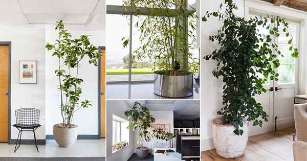 26 arbres Vous pouvez pousser à l'intérieur | Meilleurs arbres de plantes d'intérieur