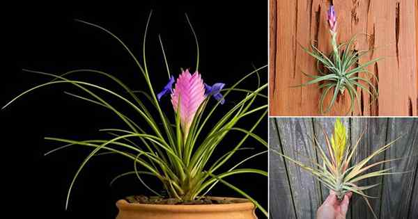 26 types de plantes aériennes les plus belles | Meilleures variétés de plantes aériennes