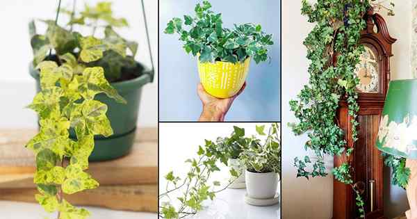 26 types de plantes d'intérieur de lierre | Meilleures variétés de lierre anglaise