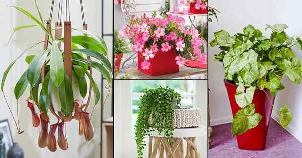 30 plantes en cascade impressionnantes dans les photos de la maison