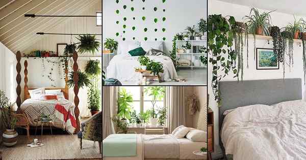 30 fotos incríveis de quarto de plantas internas