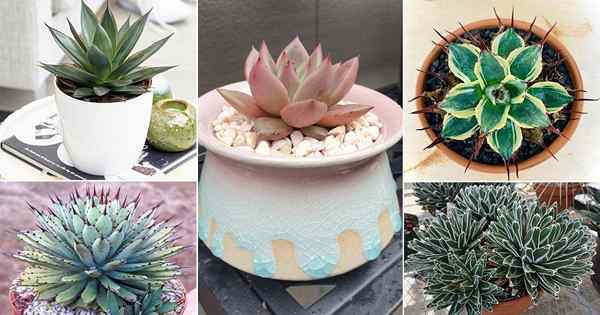 30 hermosas variedades de agave para contenedores e interiores