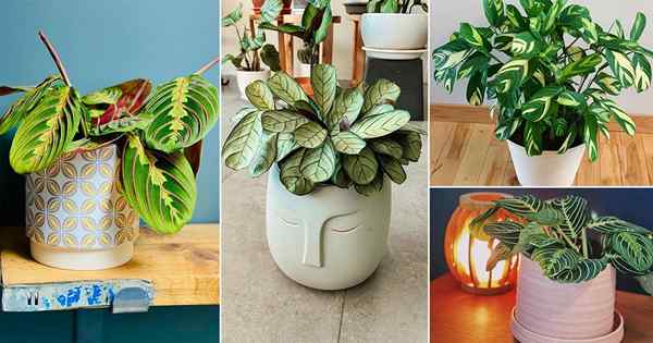 30 hermosas fotos de la planta de interior de Maranta en Instagram