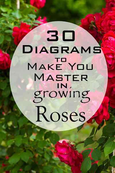 30 diagramas para fazer você dominar as rosas em crescimento