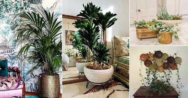 30 fotos de plantas de interior con decoración de estilo vintage