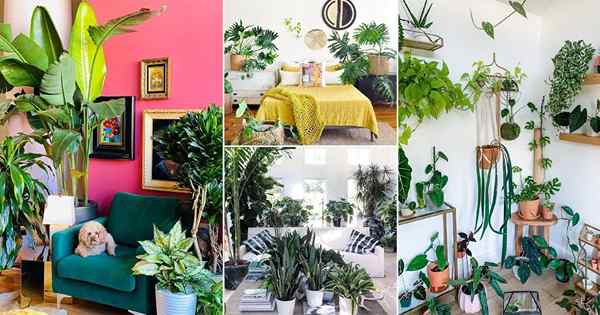 30 Idéias impressionantes de casas de plantas