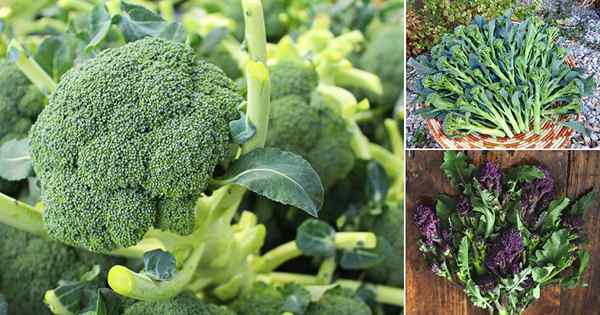 30 types de variétés de brocoli | Meilleure variété de brocoli pour grandir