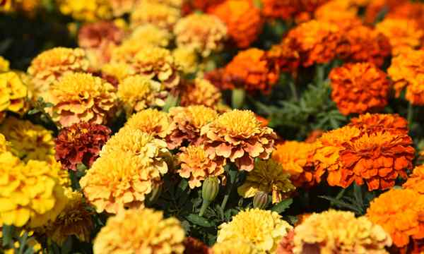 30 jenis marigold yang harus Anda tanam