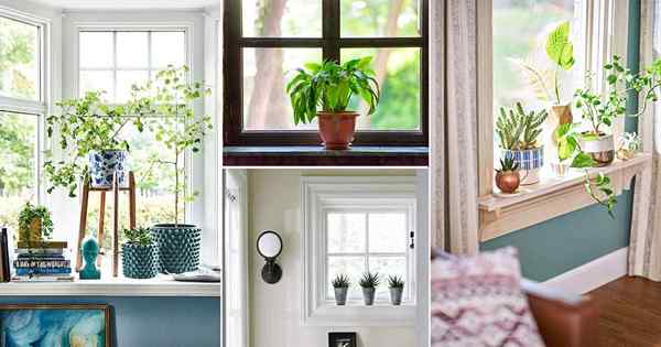 30 idées de décoration de fenêtre avec des plantes