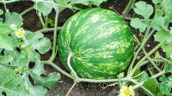 31 Wassermelonensorten, die Sie in dieser Saison wachsen können