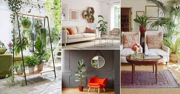 33 Houseplants Best Home Pictures Untuk Inspirasi