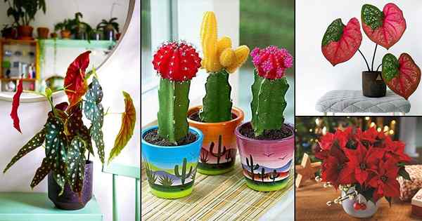 33 plantas de casa coloridas que você vai adorar | Plantas domésticas internas coloridas