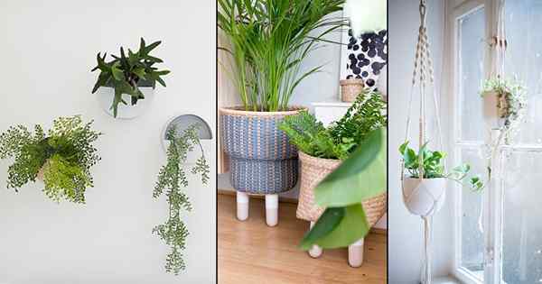 35 hermosas ideas de exhibición de plantas de interior de bricolaje