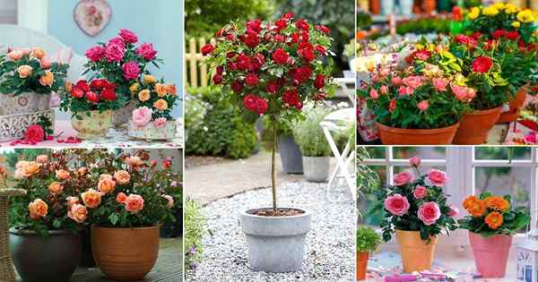 35 Mind soufflant des photos de roses dans des pots