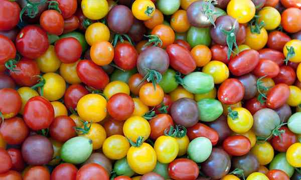38 jenis tomato untuk kejayaan taman yang mulia