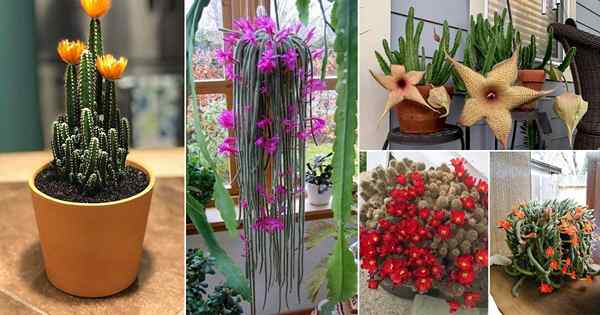 39 tanaman kaktus berbunga terbaik