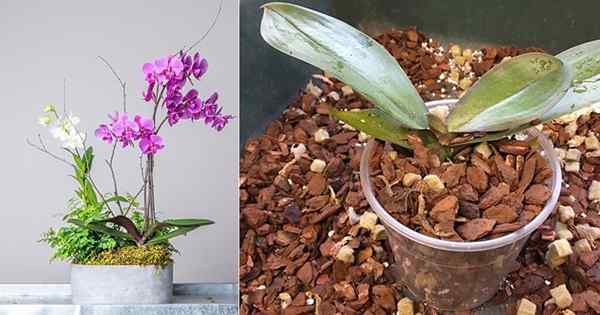 4 recettes de mélange d'orchidée de bricolage