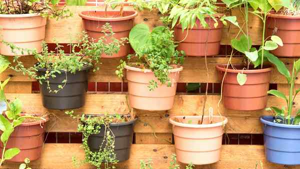 4 Möglichkeiten, vertikale Gärten in kleinen Räumen anzubauen