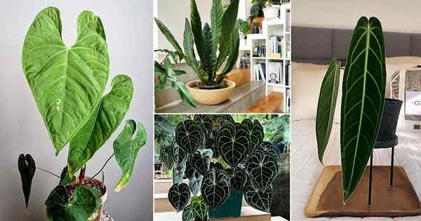 40 hermosas fotos de variedades de Anthurium de Instagram