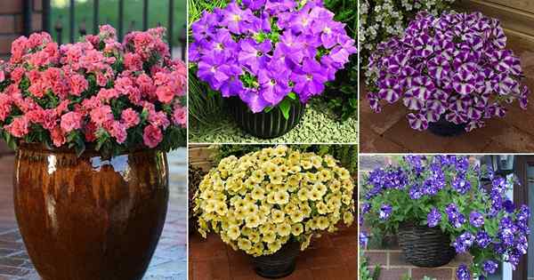 40 hermosos tipos de petunias | Las mejores variedades de petunia