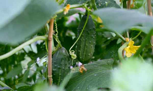 40 variedades de pepino que debes crecer