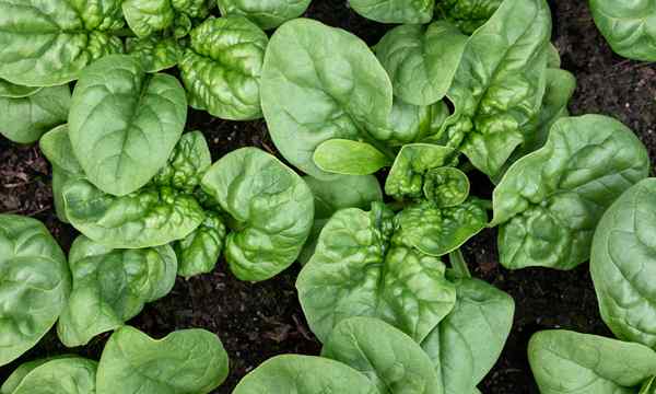 40 verschiedene Arten von Spinat für Ihren Garten