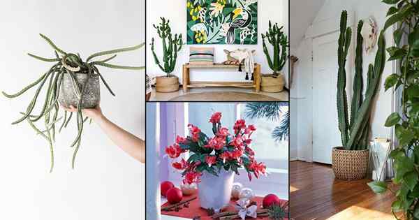 42 images de différents types de plantes cactus que vous pouvez cultiver à la maison