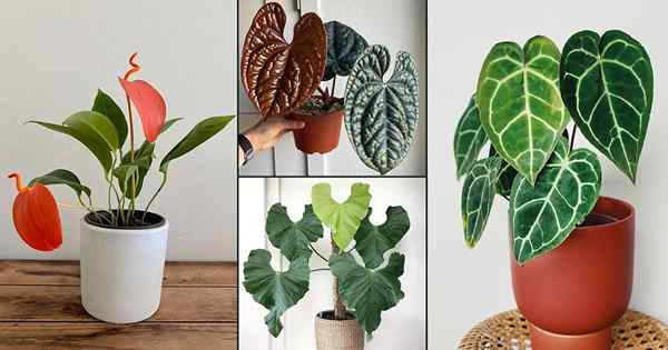 43 schickste Anthurium -Typen, die Sie wachsen können