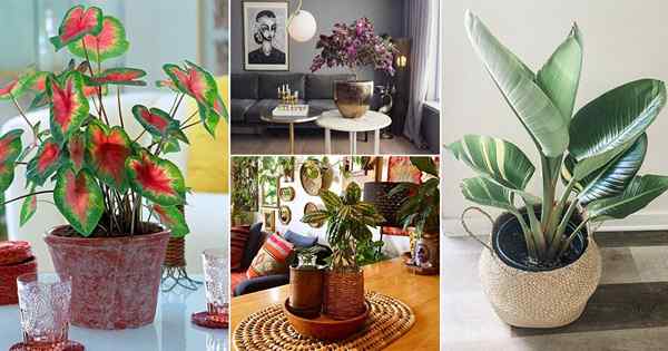 45 impresionantes fotos de las mejores plantas de follaje para contenedores