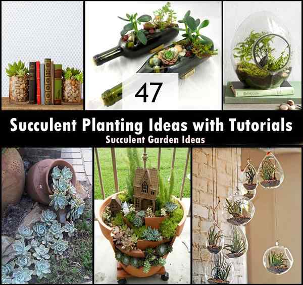 47 Ideas de plantación suculenta con tutoriales | Ideas de jardín suculentas